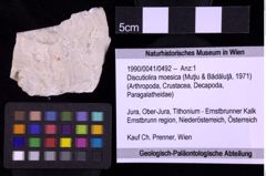 Foto (Objekt + Etiketten) von Discutiolira moesica (Muţiu & Bădăluţă, 1971) (NHMW-GEO-1990-0041-0492)